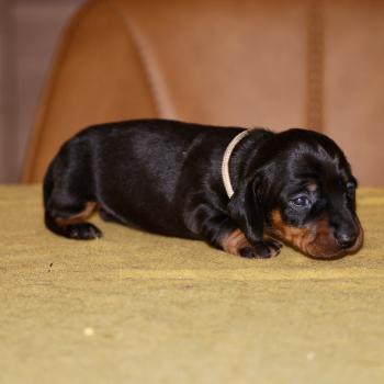 chiot Teckel Noire et feu Bali col marron Elevage zadatis  caniche , teckel