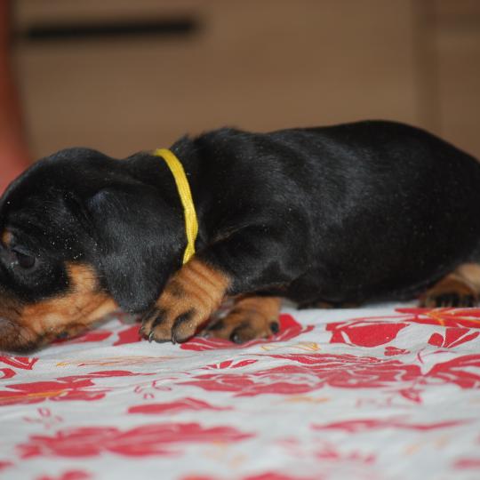 chiot Teckel Noire et feu Bonnie  col jaune Elevage zadatis  caniche , teckel