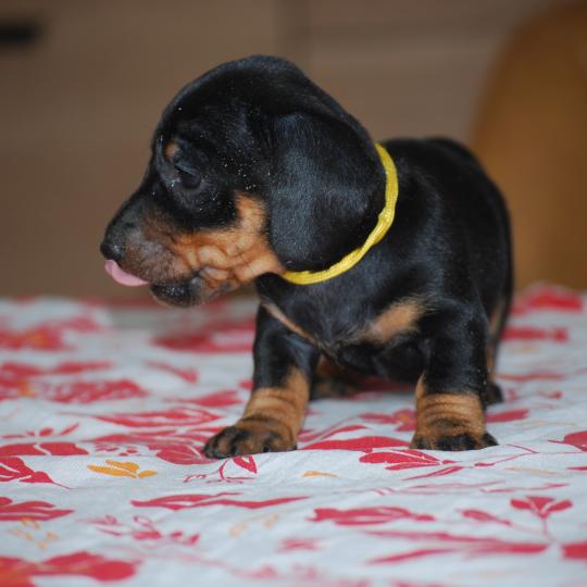 chiot Teckel Noire et feu Bonnie  col jaune Elevage zadatis  caniche , teckel