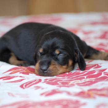 chiot Teckel Noir et feu Balma Elevage zadatis  caniche , teckel