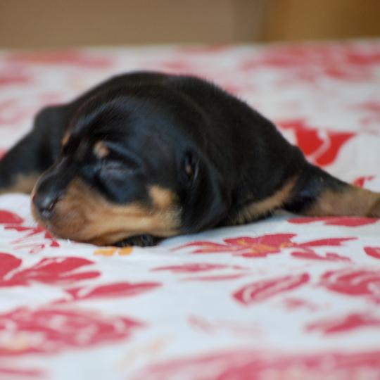 chiot Teckel Noir et feu Balma Elevage zadatis  caniche , teckel