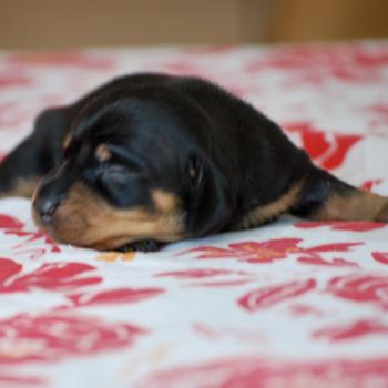 chiot Teckel Noir et feu Balma Elevage zadatis  caniche , teckel