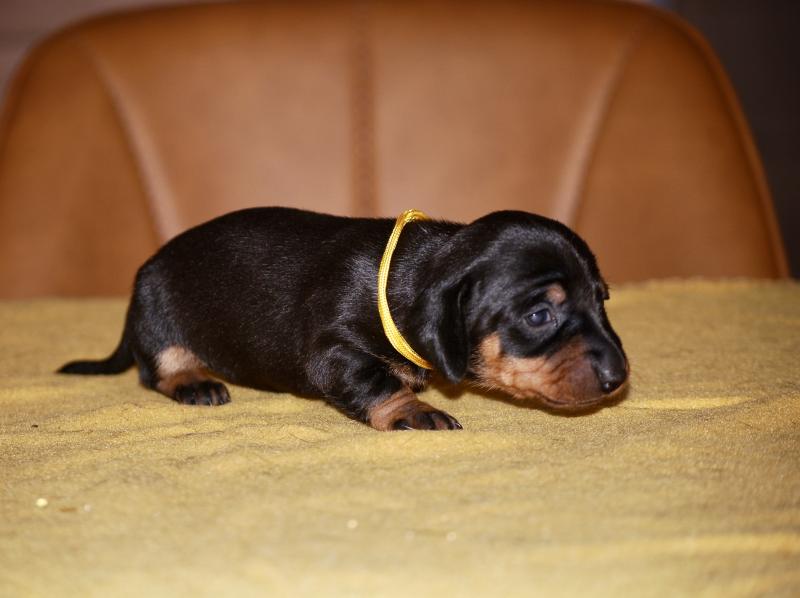 ZADATIS Bonnie col jaune Femelle Teckel