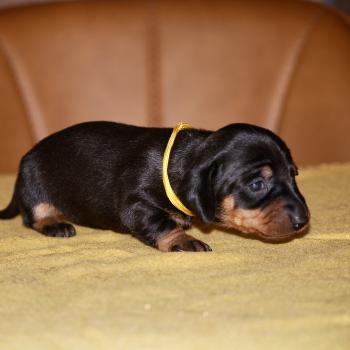 chiot Teckel Noire et feu Bonnie col jaune Elevage zadatis  caniche , teckel