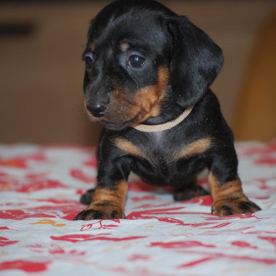chiot Teckel Noire et feu Bastille Charlie col marron Elevage zadatis  caniche , teckel