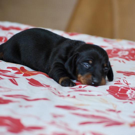 chiot Teckel Noir Bussy Elevage zadatis  caniche , teckel