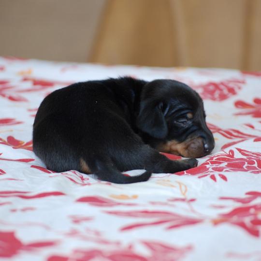 chiot Teckel Noir Bussy Elevage zadatis  caniche , teckel
