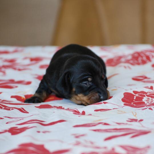chiot Teckel Noir Bussy Elevage zadatis  caniche , teckel