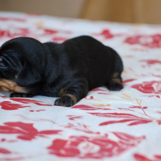 chiot Teckel Noir Bussy Elevage zadatis  caniche , teckel
