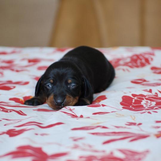 chiot Teckel Noir Bussy Elevage zadatis  caniche , teckel