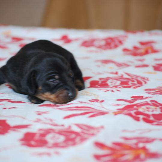 chiot Teckel Noir Bussy Elevage zadatis  caniche , teckel