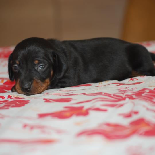 chiot Teckel Noir Bussy Elevage zadatis  caniche , teckel