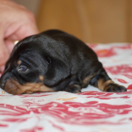 chiot Teckel Noir Bussy Elevage zadatis  caniche , teckel