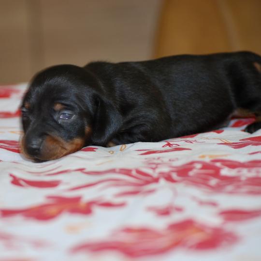 chiot Teckel Noir Bussy Elevage zadatis  caniche , teckel