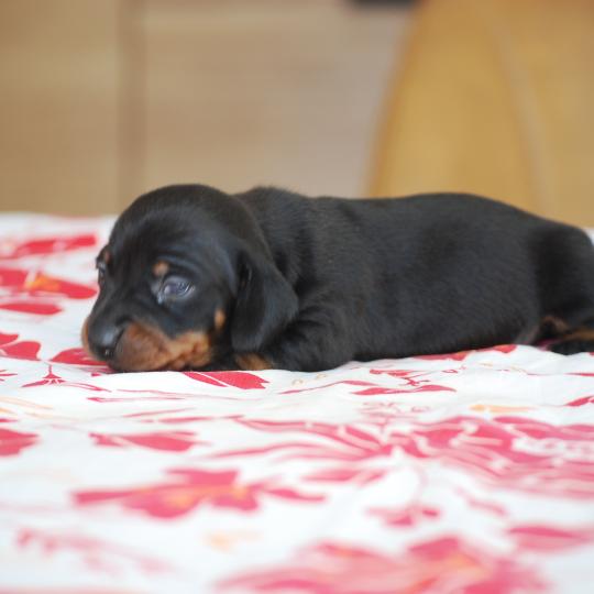 chiot Teckel Noir Bussy Elevage zadatis  caniche , teckel