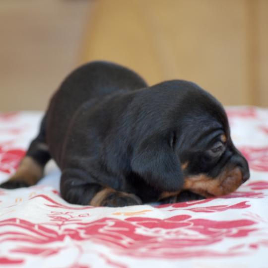 chiot Teckel Noir Bussy Elevage zadatis  caniche , teckel