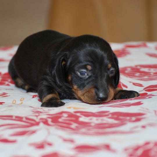 chiot Teckel Noir Bussy Elevage zadatis  caniche , teckel