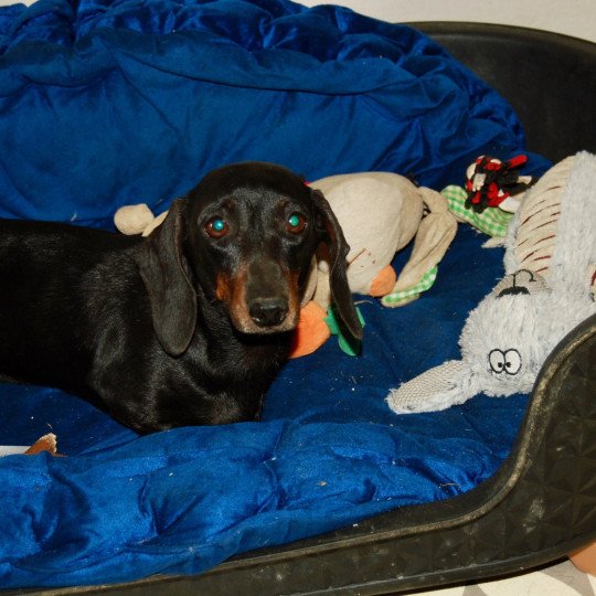 chien Teckel Sandale Elevage zadatis  caniche , teckel