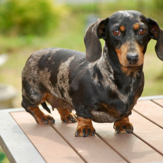 chien Teckel BEI.big.noi.mar.fau Tamaris de l’air salin Elevage zadatis  caniche , teckel