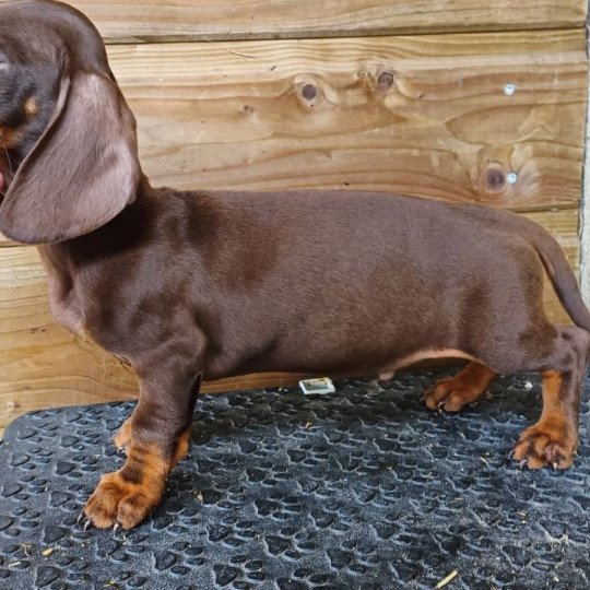 chien Teckel Vidocq de l’air salin Elevage zadatis  caniche  et staffie