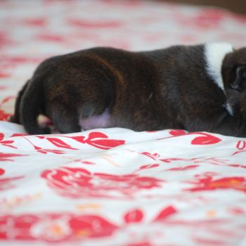 Portée Tessa ❤ Mahone 2026