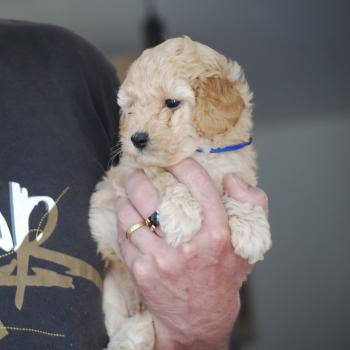 Portée Thérèse ❤ R’boy de zadatis 2026