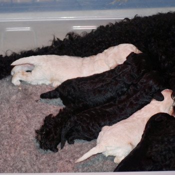 Portée Tootsea ❤ Sleepy hollow enjoy 2025