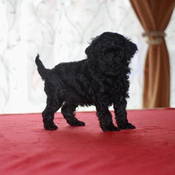 Portée Ultra ❤ Vito 25